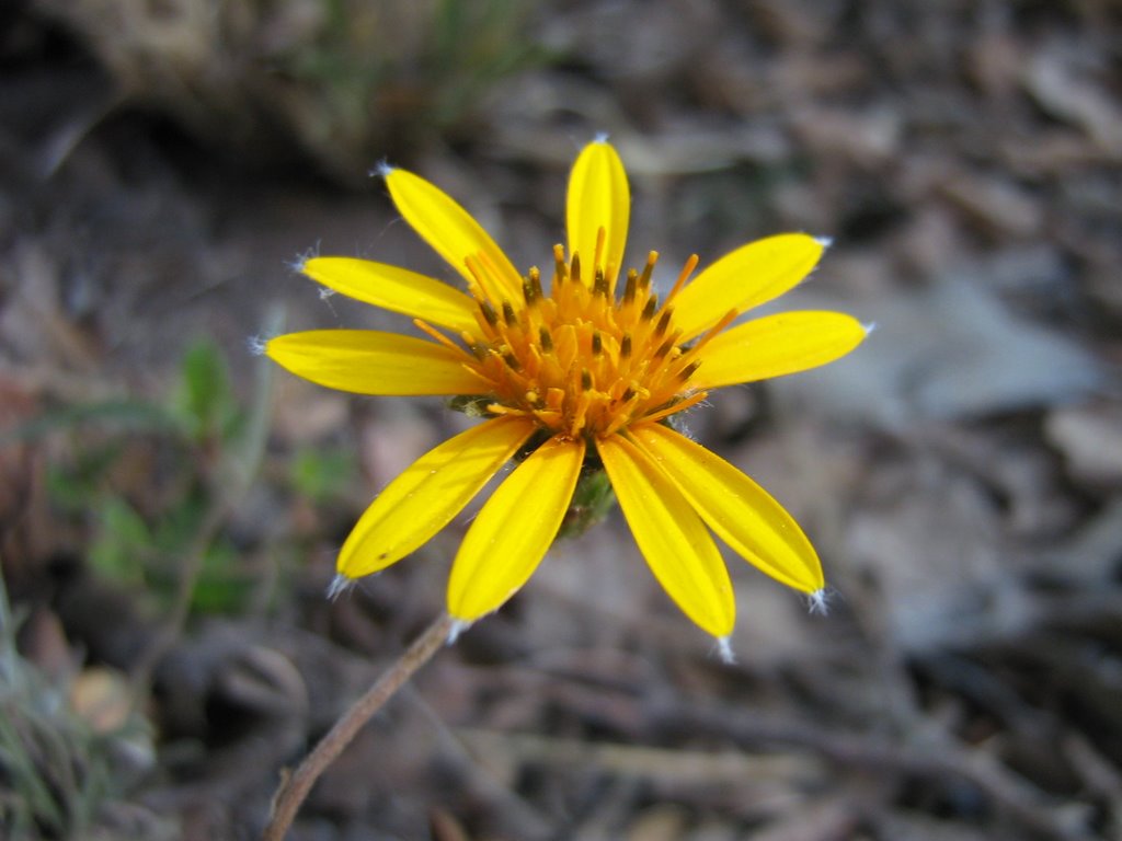 Flor_Nativa by gapc1980