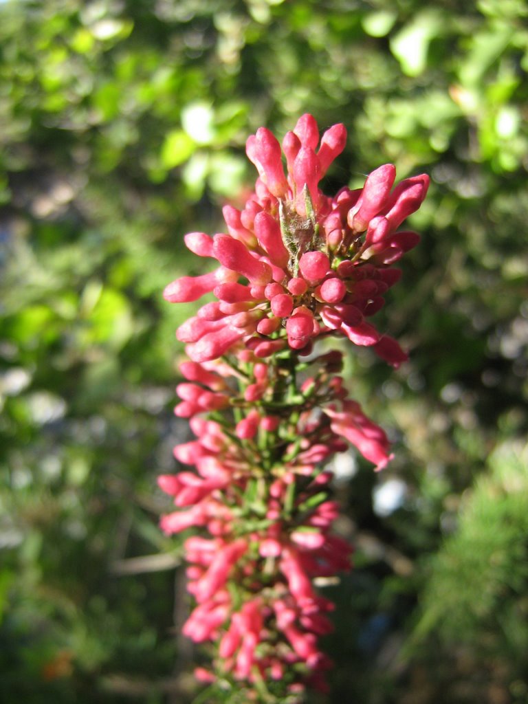 Flor_Roja_Nativa by gapc1980