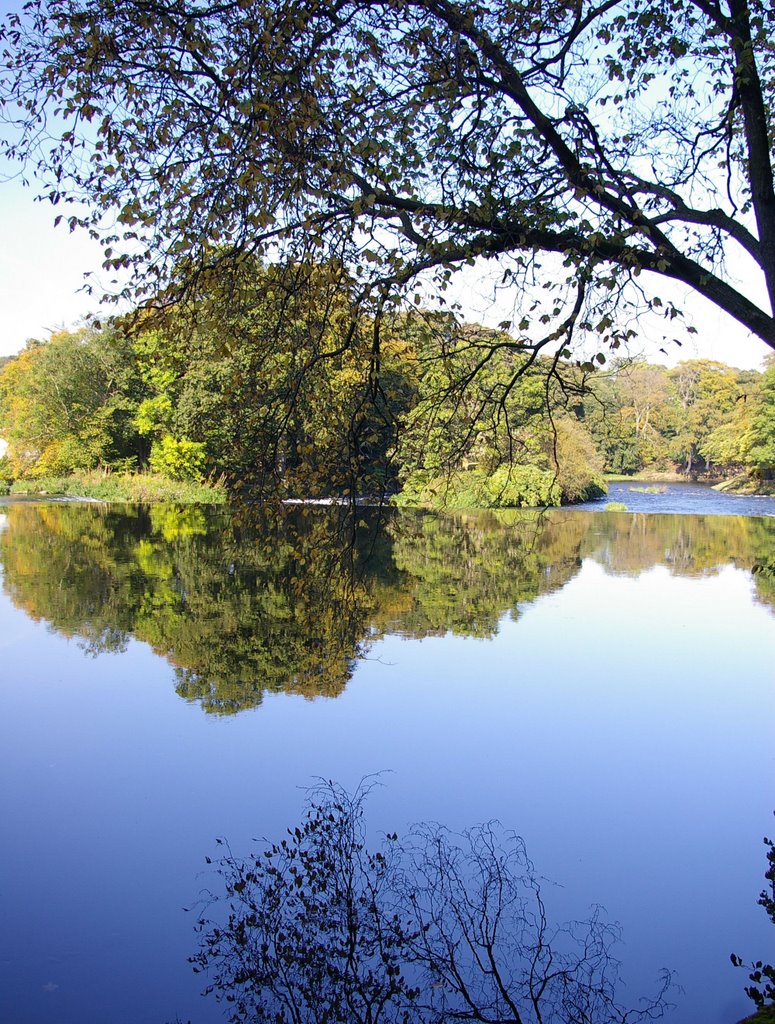 Trees in the River by Neil Barnett