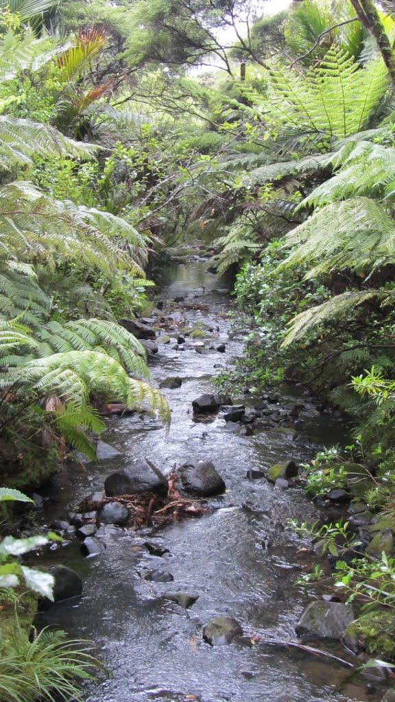 Byers Walk, Waitakere Ranges, North Island by Bob Linsdell