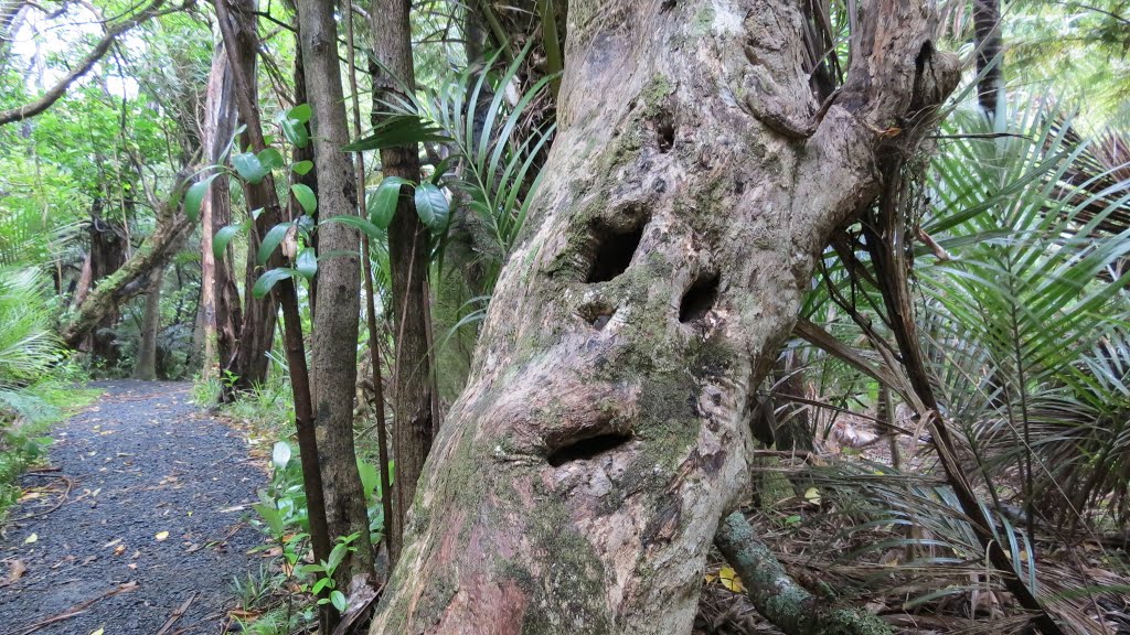 Byers Walk, Waitakere Ranges, North Island by Bob Linsdell