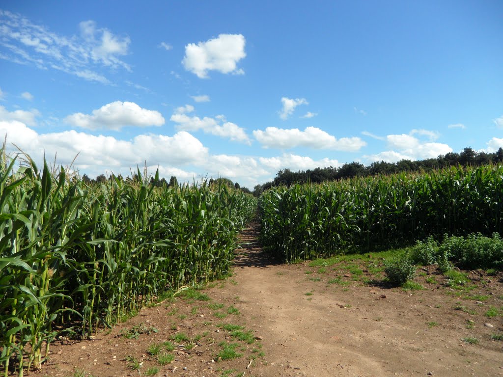 Fields of Maize that creates a Maze with the many footpaths that meander through the acers of this new crop to Blaby village farmland. by Bobsky.