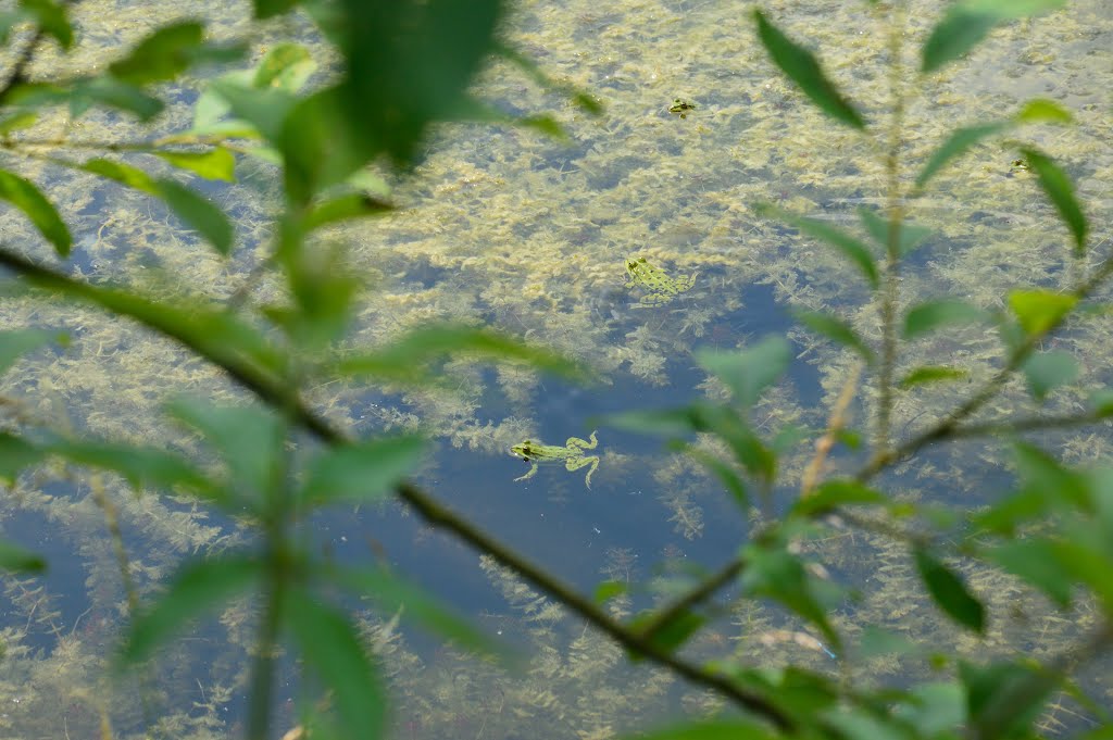 Teich zwischen Wangen und Brüttisellen by Artur Braun