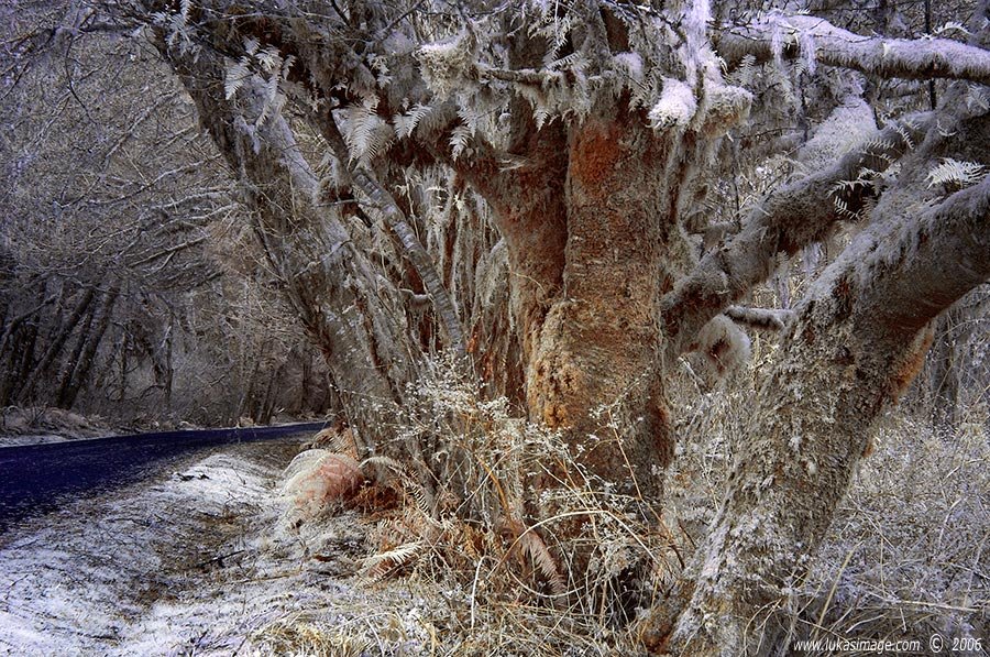 Forked and Mossy by Lukas Novak