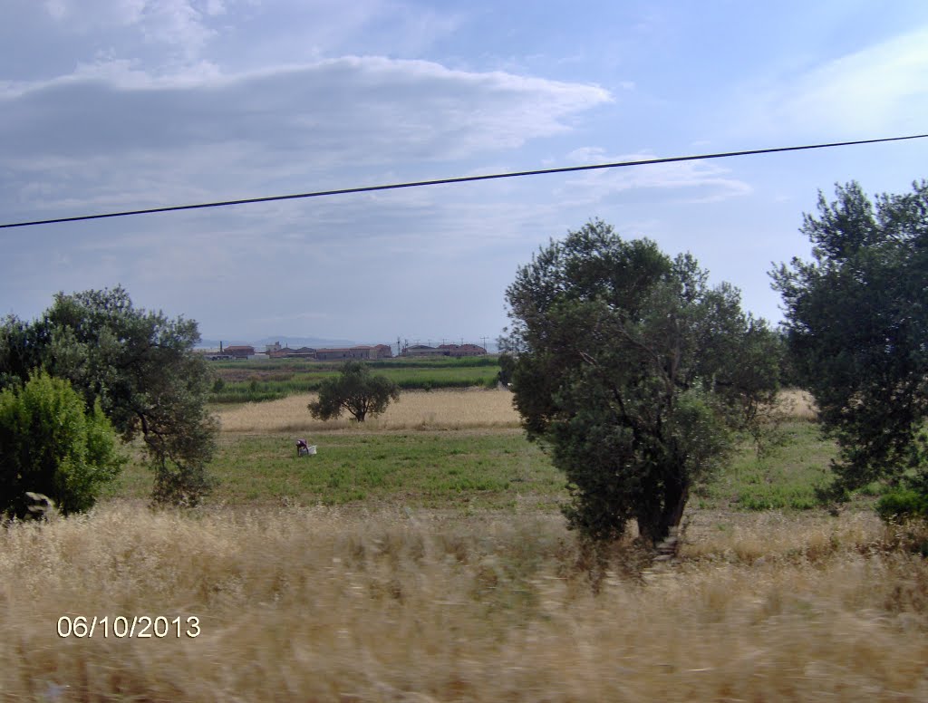 " zeytin ağaçları... " - marıkan by metinarikan