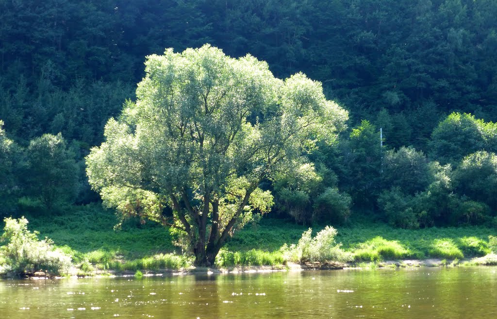 Elberadtour: Elbufer bei Schmilka by Burkhard Foltz