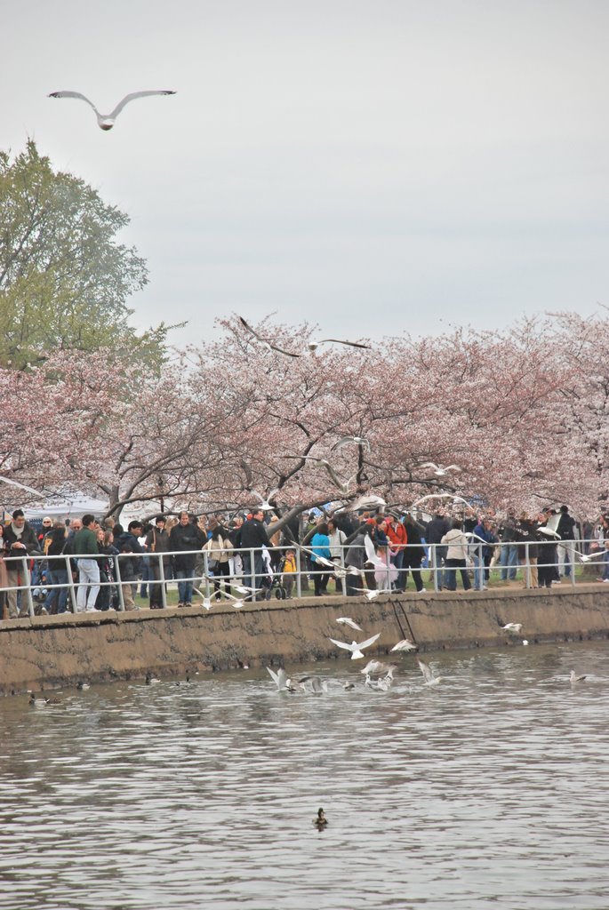 Cherry Blossom by Mateyka