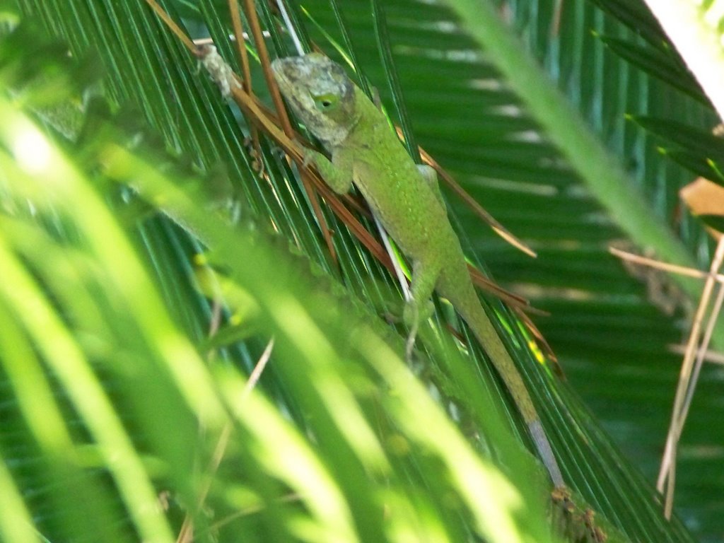 Anolis Lizard in South Mississippi by zacharystewart