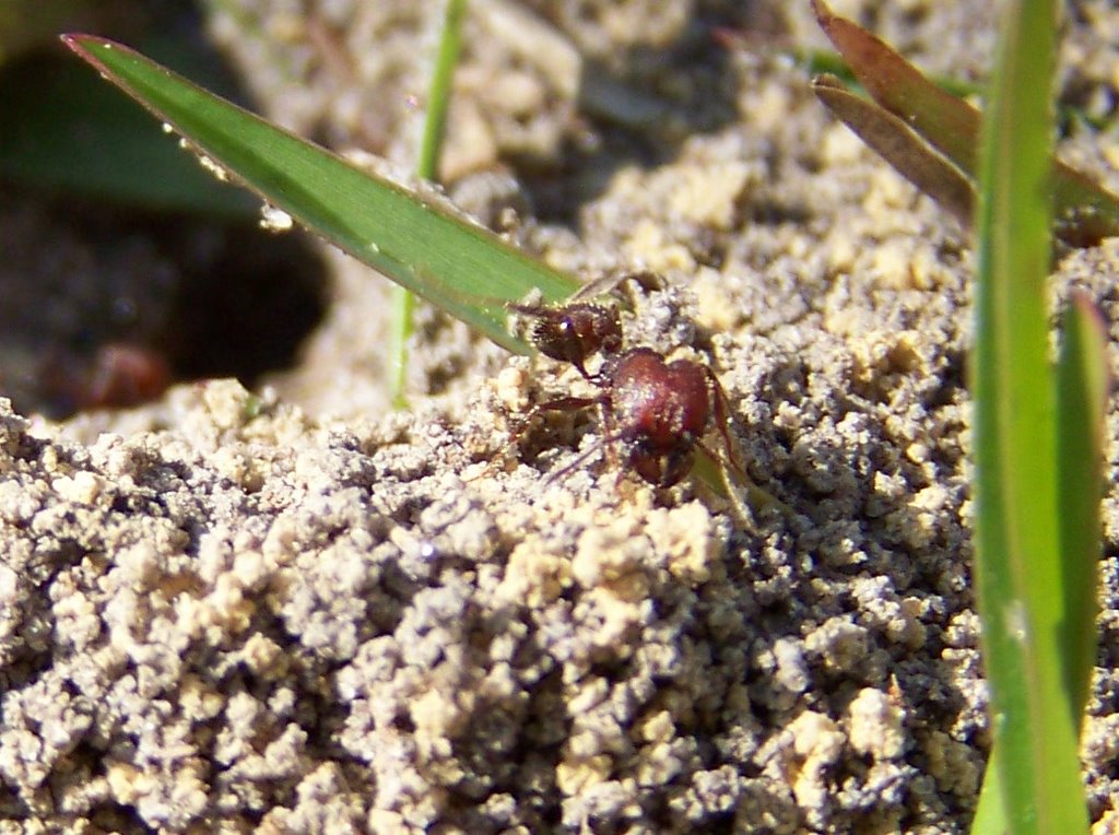 Fire ant in Mississippi by zacharystewart