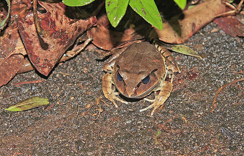 Frog under leaf litter, Queensland by andyhz1