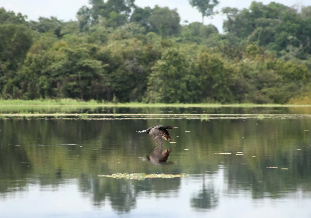 Waterbird 1 / Vízimadár 1 by Száller Zoltán