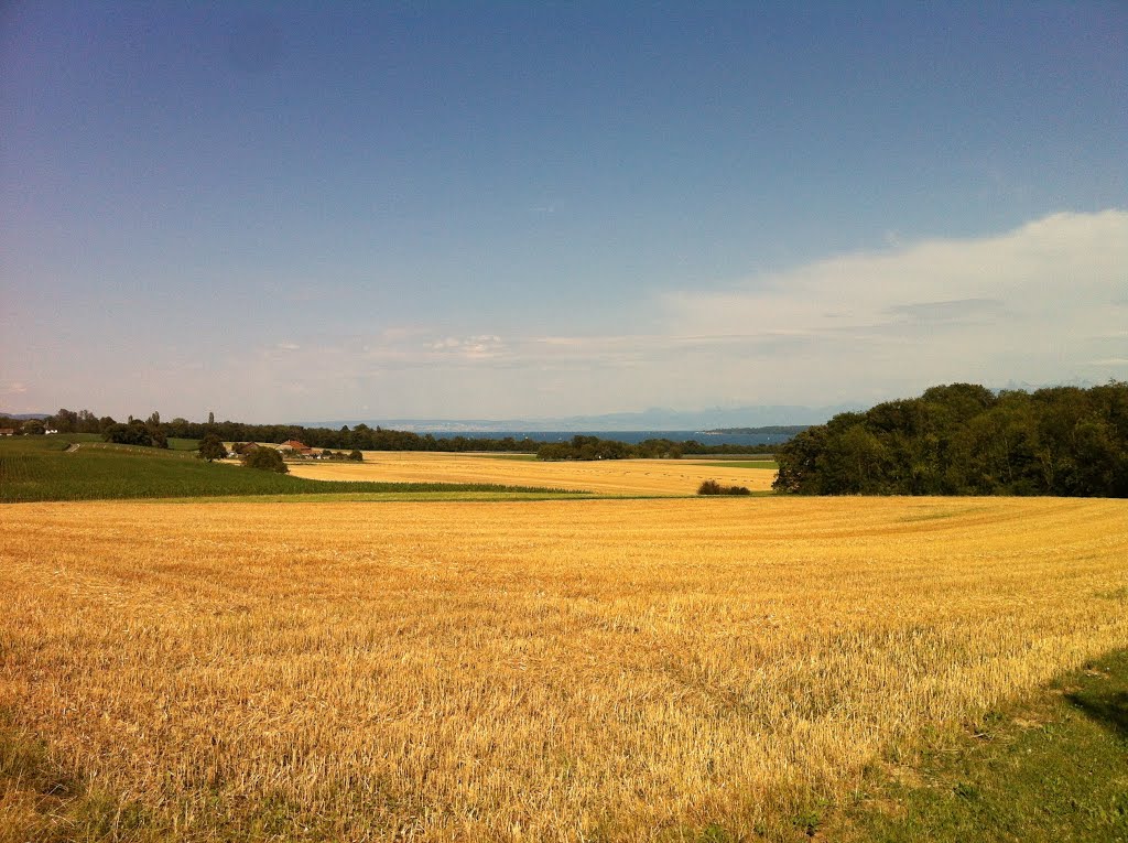 Champs à Terre-Sainte puis le Lac Léman by Venturio