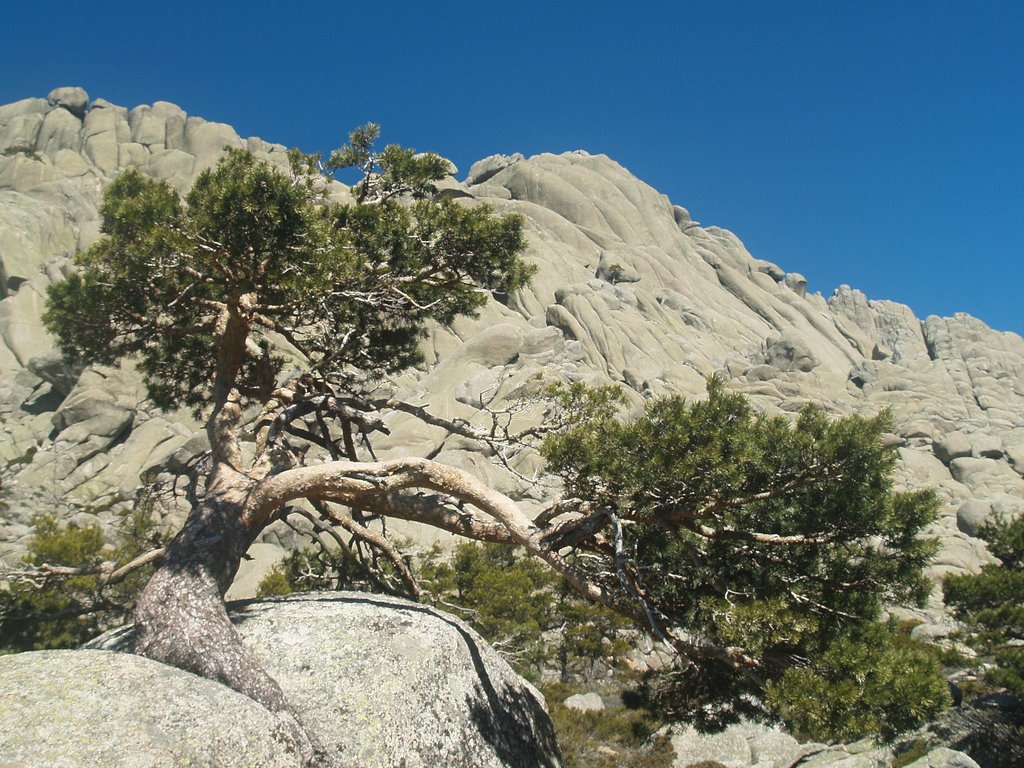 Arbol Pedriza by Ferdy69