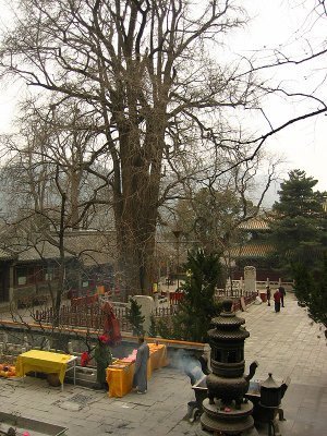 乾隆御赐帝王树 The ginkgo tree, 40 m high, is 1,000 years old. by weizi_cn