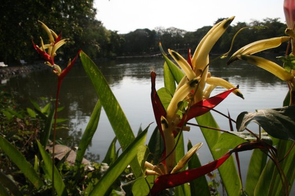 Flowers Lakeside by Oedipus