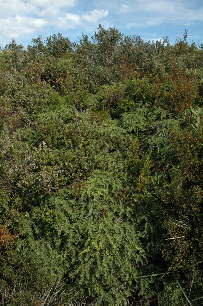 Ferns, Budawang National Park by James Steele