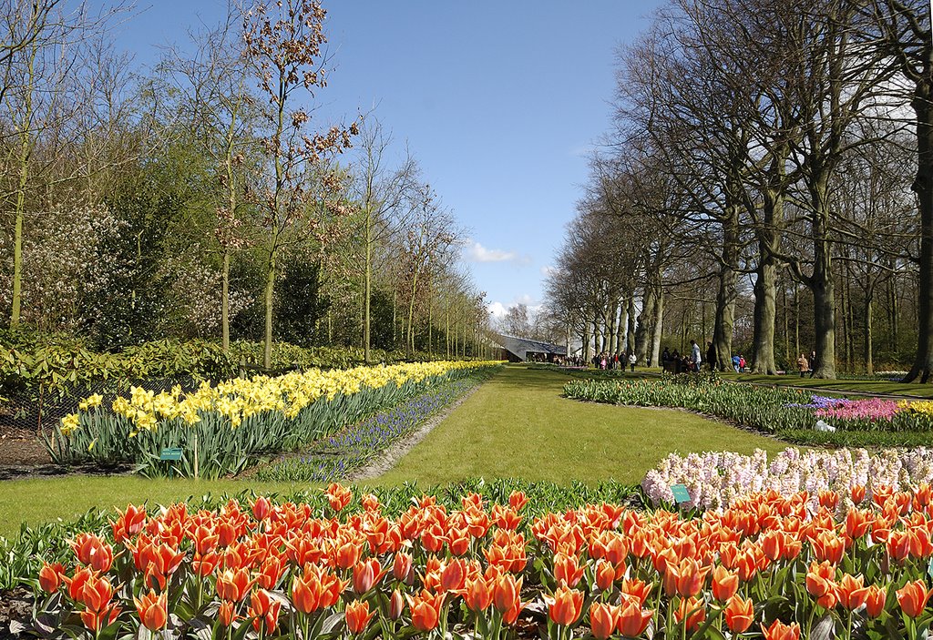 Lisse/ Netherland by Robert Romu