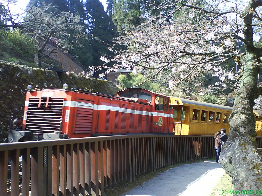 Alishan Forest Railway沼平站外櫻花與檜木車廂 ~~宏都阿里山小晃 by seei0714