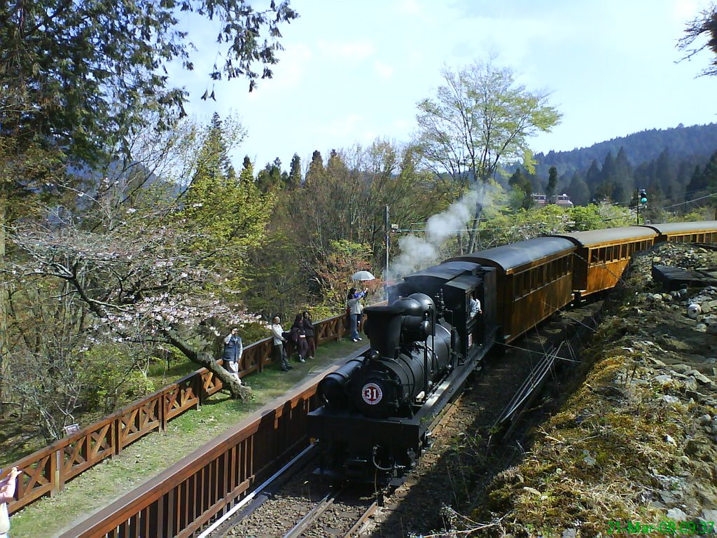 Alishan Forest Railway 沼平站外~ 櫻花與SL31之媚~~ 宏都阿里山 小晃 by seei0714