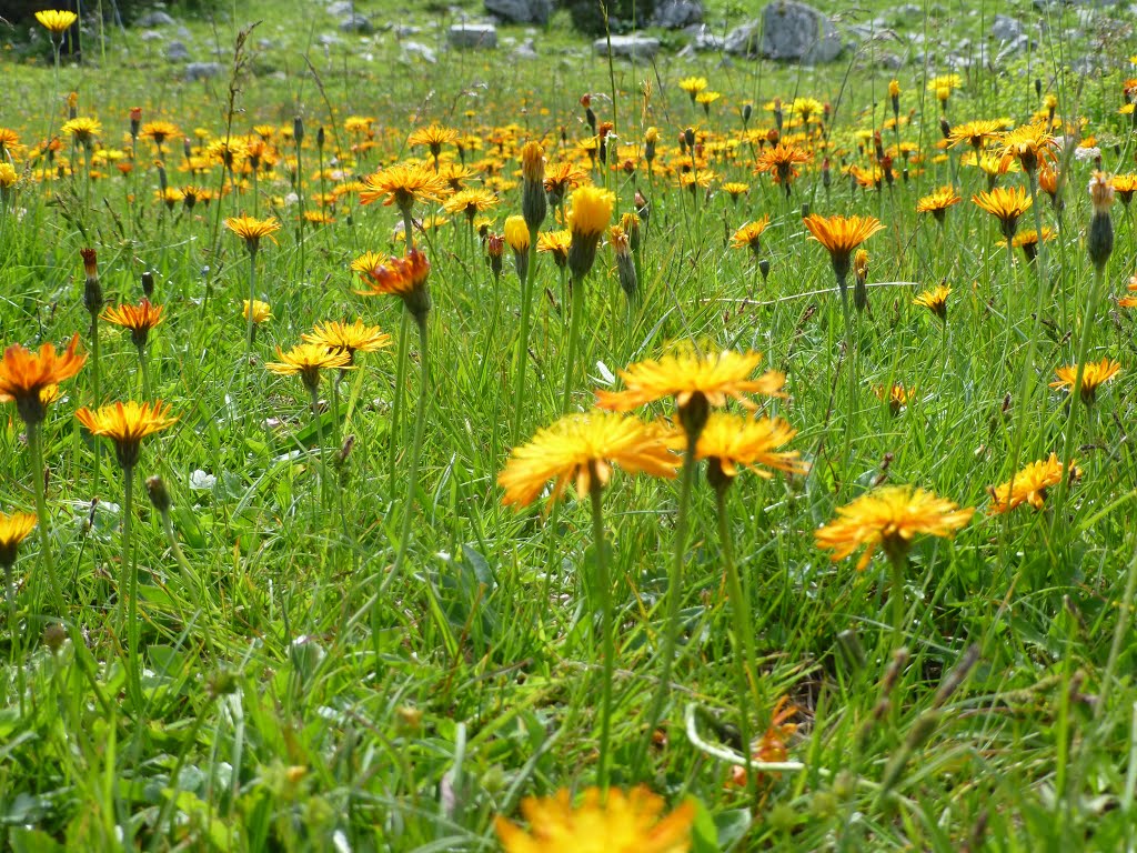 Gold-Pippau (Crepis aurea) by aNNa.schramm