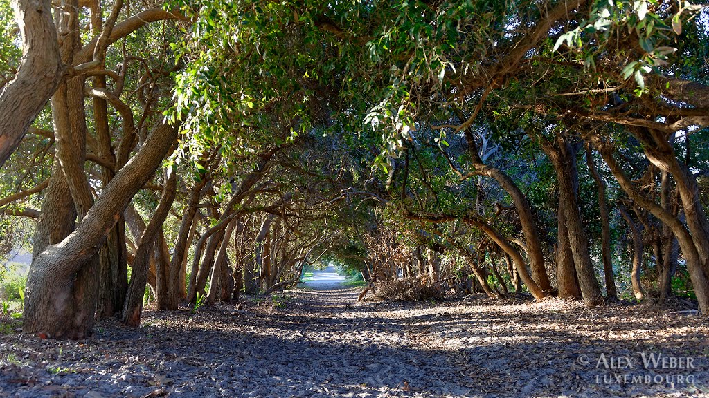 The way to the church… by Alex WEBER