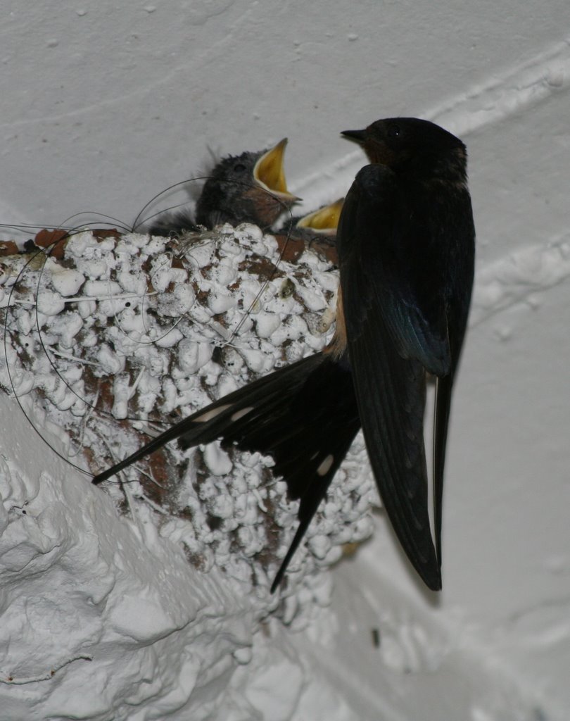 Swallow Nesting by Dror Ben David