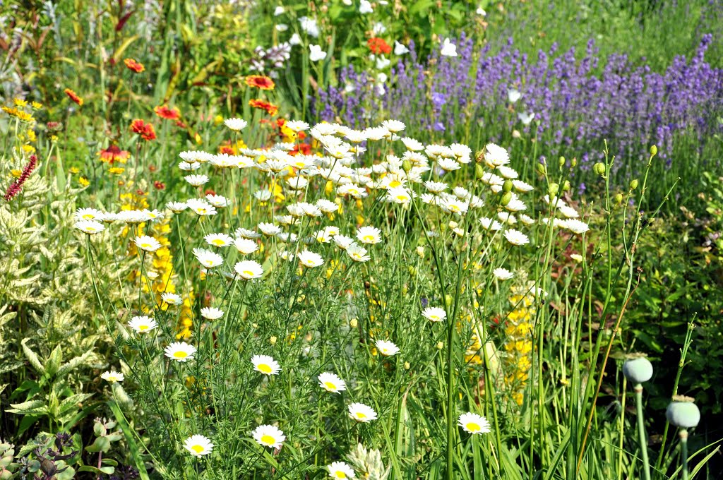 Jardin d'Ingrid by Aldert