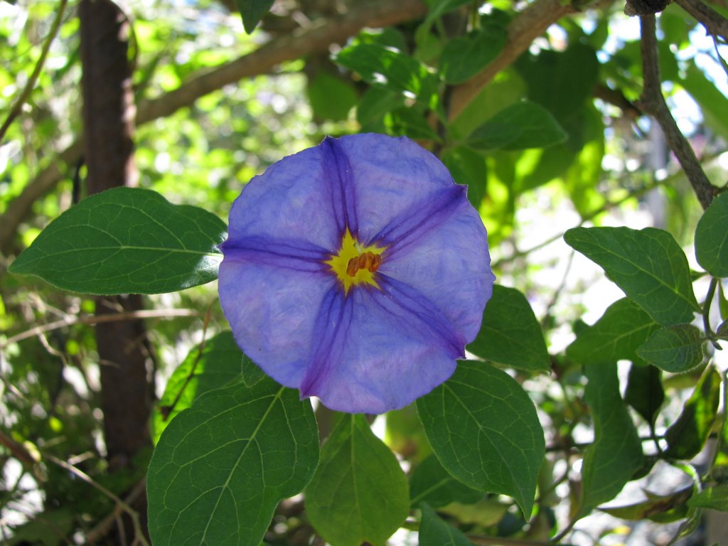 Flores em Campos do Jordão by Luciano Correa "Tijo…