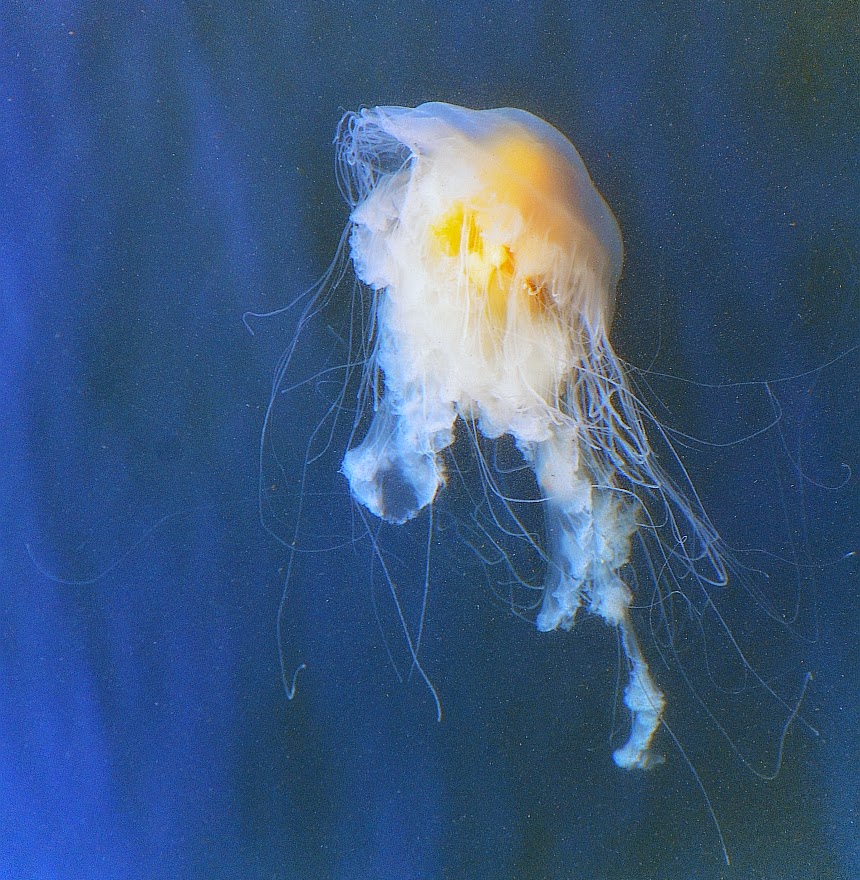 Jelly fish @ Gig Harbor by Lin@Bates