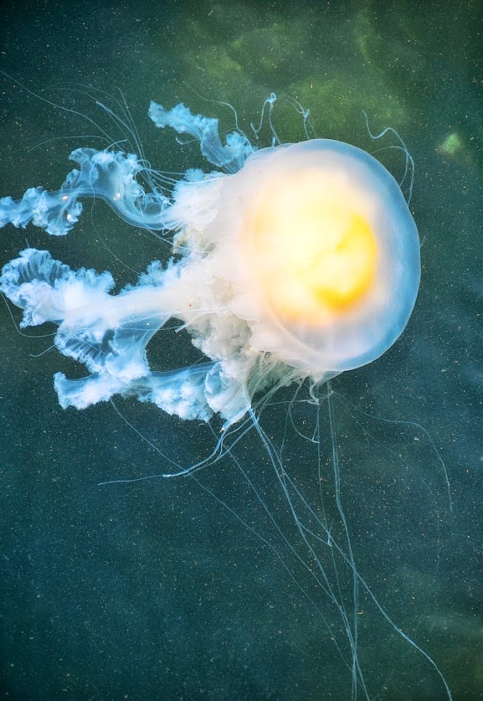 Jelly fish @ Gig Harbor by Lin@Bates