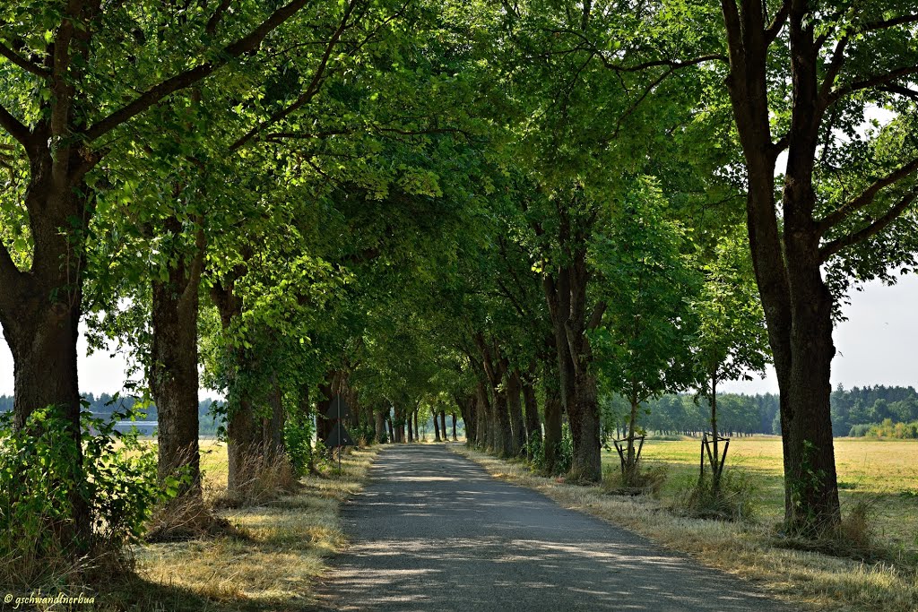 Baumallee in Freiham | München by gschwandtnerbua