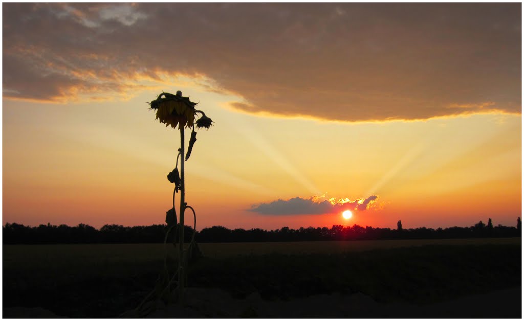 Wilted sunflower sunset. by Martin Downes