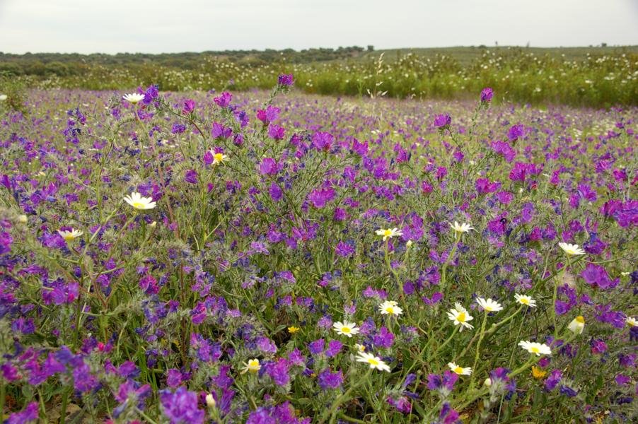 Campo de flores - Urze do Monte - Andaluzia by GCabanita