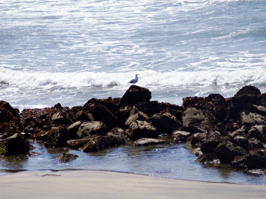 Seagull Sentinal by sscarpaci