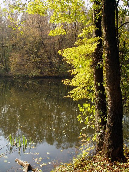 golden linden above autumn waters by Sergei Sarychev