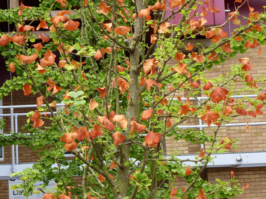 I do not know what it is but it is pretty, the library, downham market, norfolk. aug. 2013. by Michael & Grace.