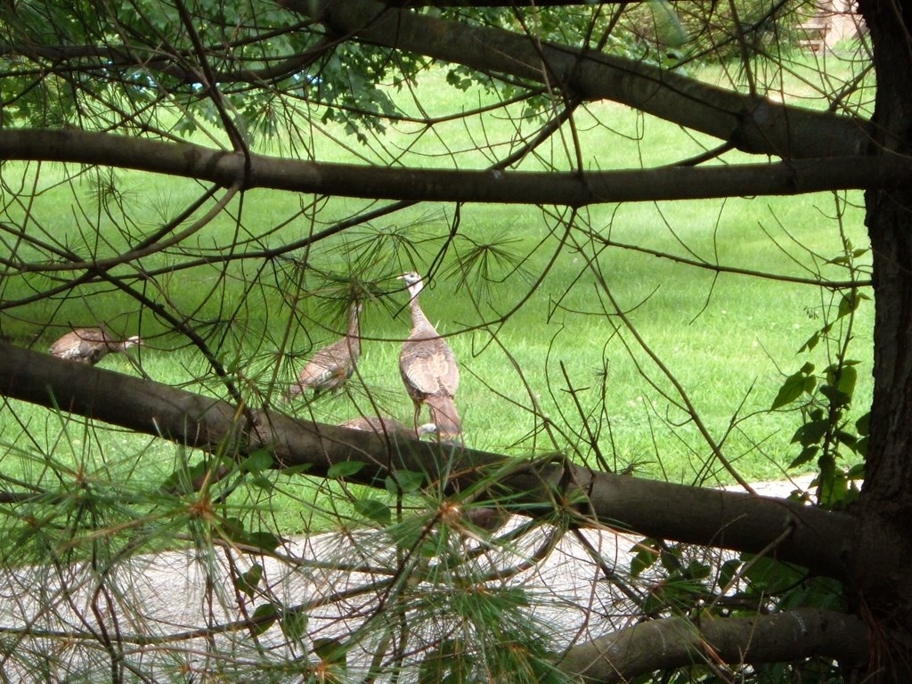 Wild Turkey by JerryD504