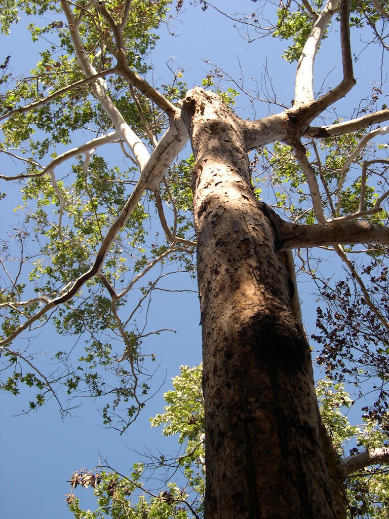 Blue Sky Reserve Sycamore by gerold.firl