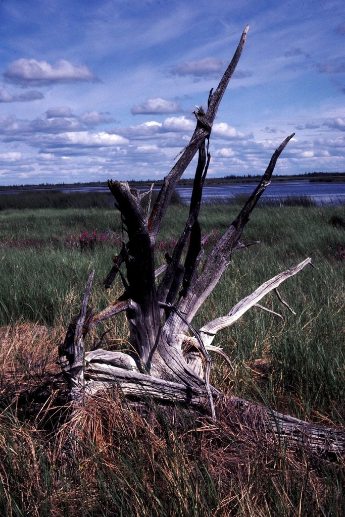 Yukon Flats NWR 1985Jul09 by J3Holloway