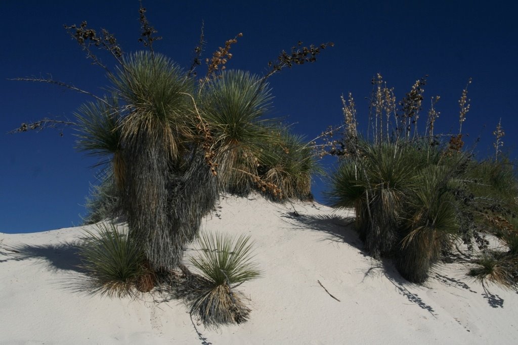 White Sand Nat Mon 2007Oct12 by J3Holloway