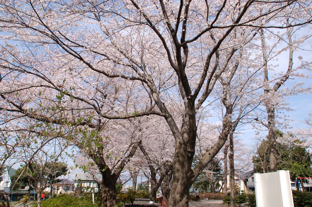 白百合公園の桜 by you-bou