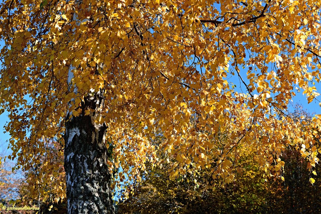 Herbstlaub by gschwandtnerbua