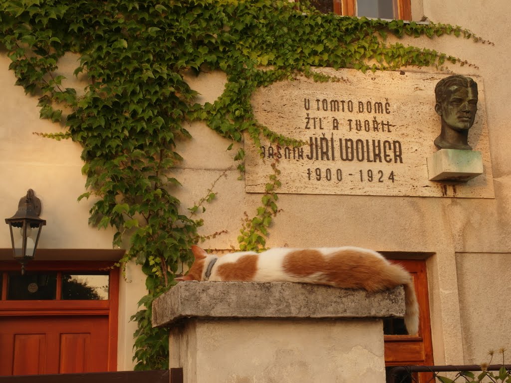 Pamětní deska básníka Jiřího Wolkera a spící kočka (memorial plaque of the poet Jiří Wolker and a sleeping cat) by Hanulinka