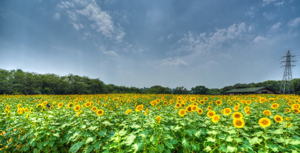 Sunflower by nobuhiro nanri