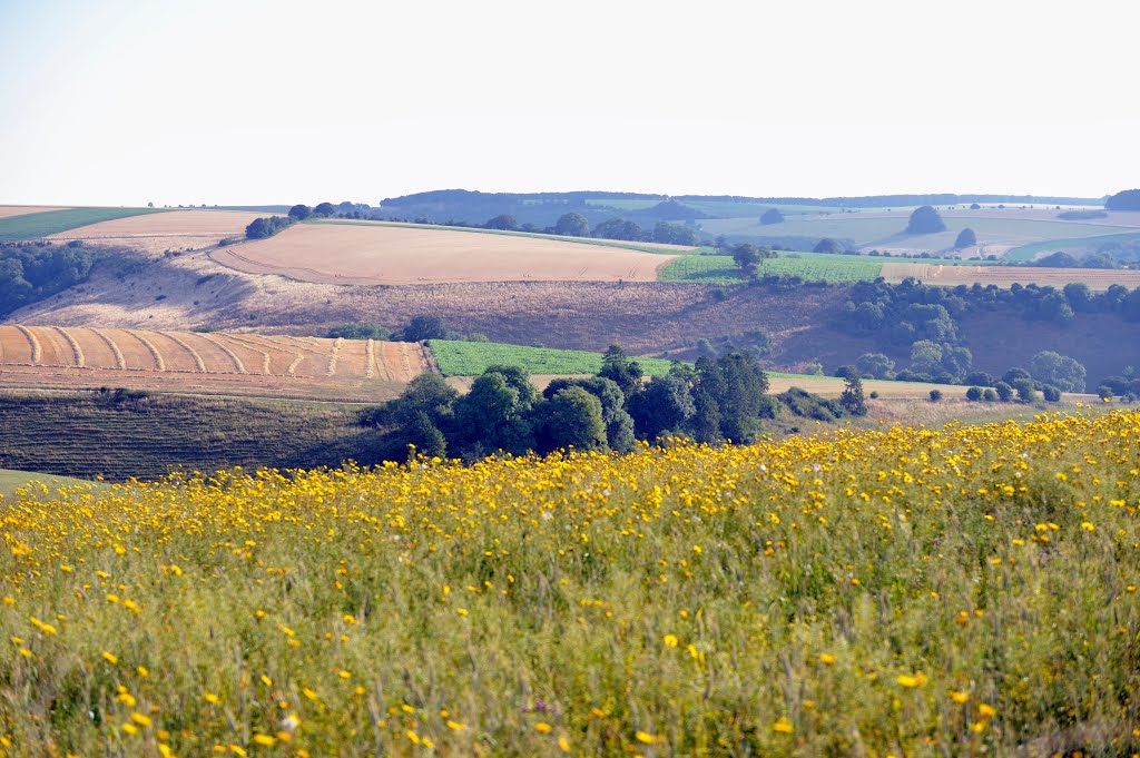 Nr Tollard Royal by Nick Weall