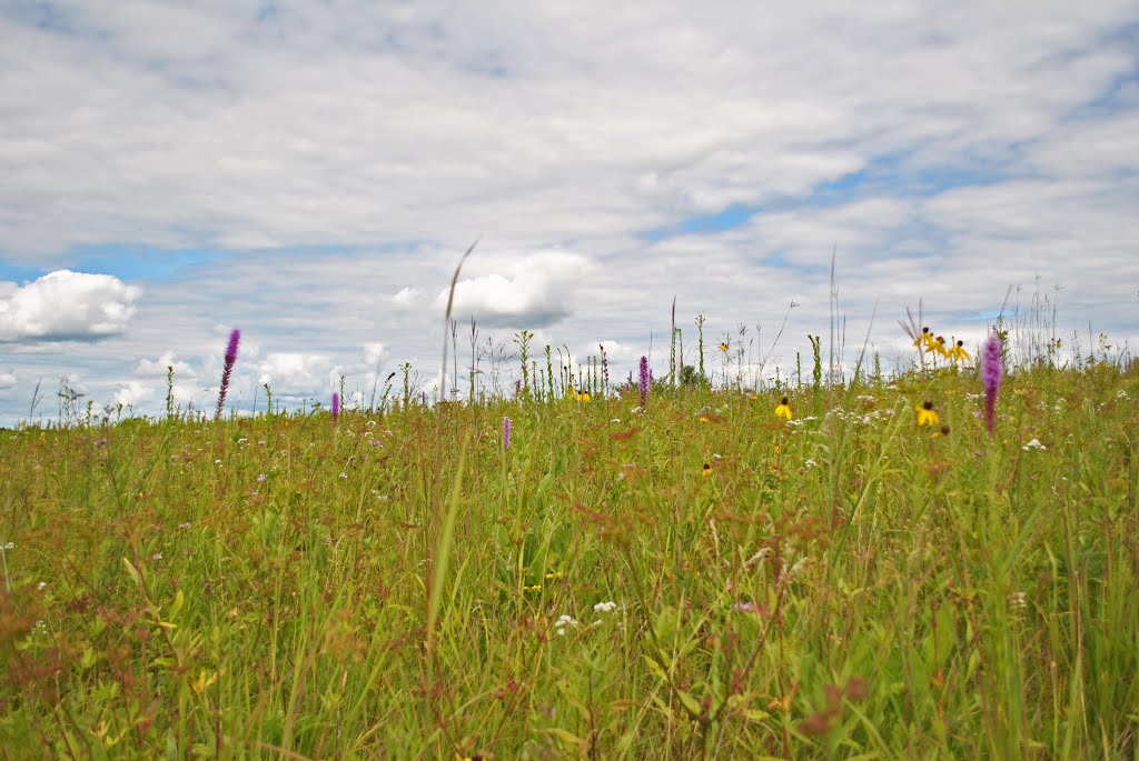 Prairie @ Standing Cedars by Aaron Carlson