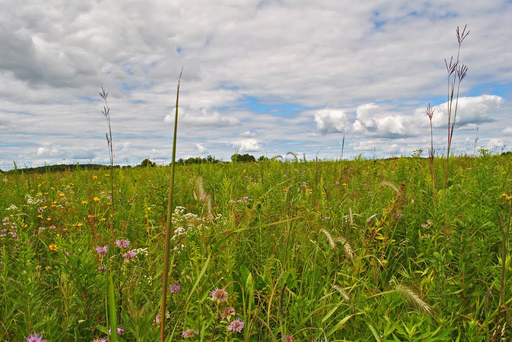 Prairie @ Standing Cedars by Aaron Carlson