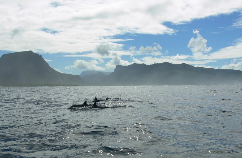 Delfíni u Le Morne by lazelod