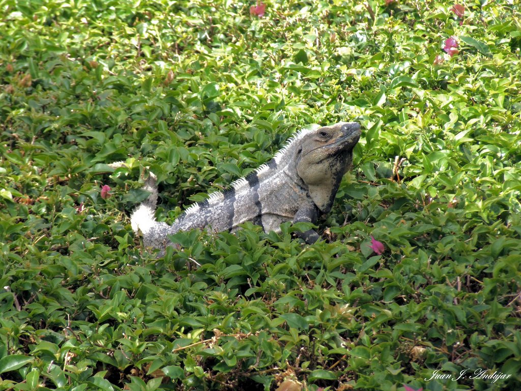 Iguana by Juan Jo. Andújar