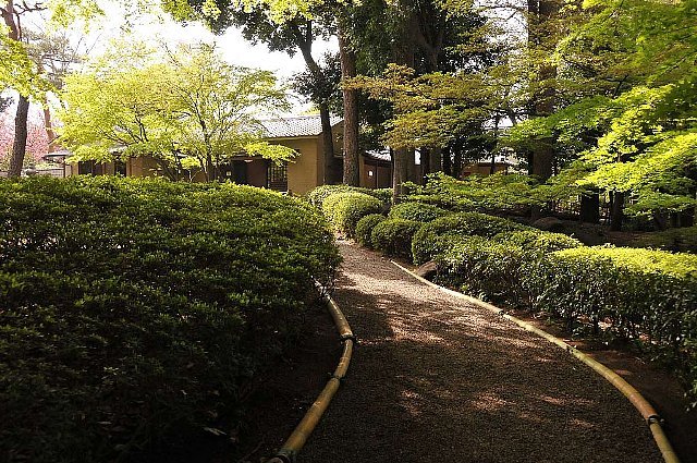 Fresh Green in Ootaguro Park by itss_yyama